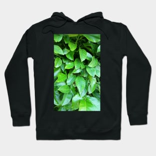 Lemon Tree Leaves Hoodie